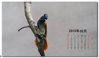 好鸟日视频在线观看,在线观看，感受自然之美  第3张